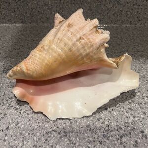 Queen Conch Bahamian Natural Sea Conch Shell with Pink Interior (from Bahamas)